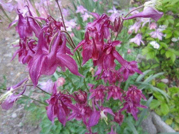 オダマキ 赤紫 我が家の庭と畑と花 のアルバム みんなの趣味の園芸 Id 531