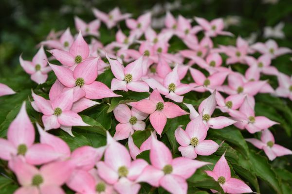 ヤマボウシ ピンク の花が満開 我が家のフラワーガーデン のアルバム みんなの趣味の園芸 Id