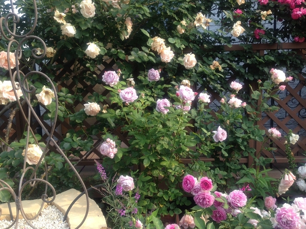 ノヴァーリスの樹形です 真ん中のブル ２０１４春 バラ達の競演 のアルバム みんなの趣味の園芸 Id