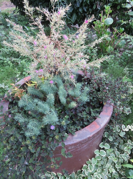 16 7 25 大きな土管花壇の今 サザン 花のリース 寄せ植えで心うきうき のアルバム みんなの趣味の園芸 Id