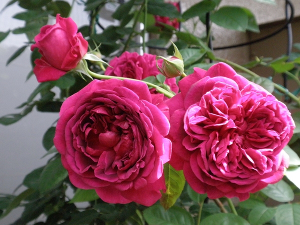 ウィリアム シェイクスピア２０００ うちのバラさん２０１４ 春 のアルバム みんなの趣味の園芸 Id 1127