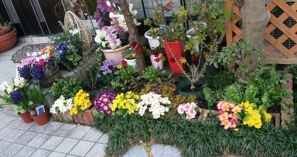 ジュリアン 花いっぱい 春の庭 花いっぱい 春の庭 のアルバム みんなの趣味の園芸