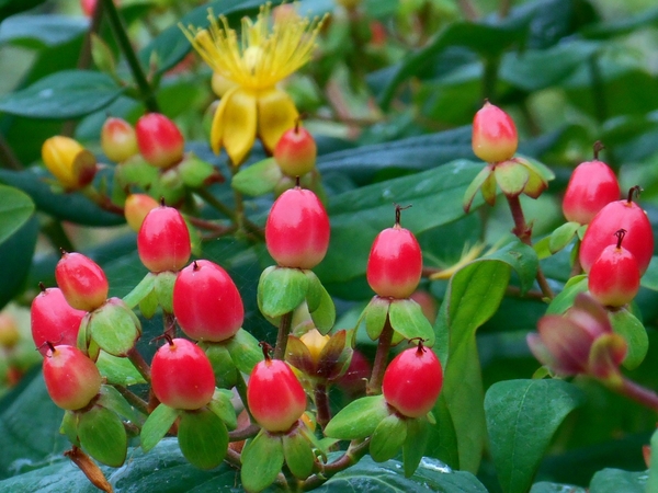 黄色い花と赤い実 オトギリソウ 日本の四季を彩る花ばな のアルバム みんなの趣味の園芸 Id