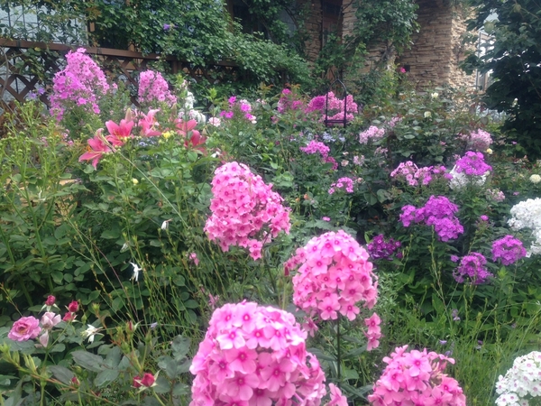 花壇がピンクのグラデーションになりま 宿根フロックス 14 のアルバム みんなの趣味の園芸 Id