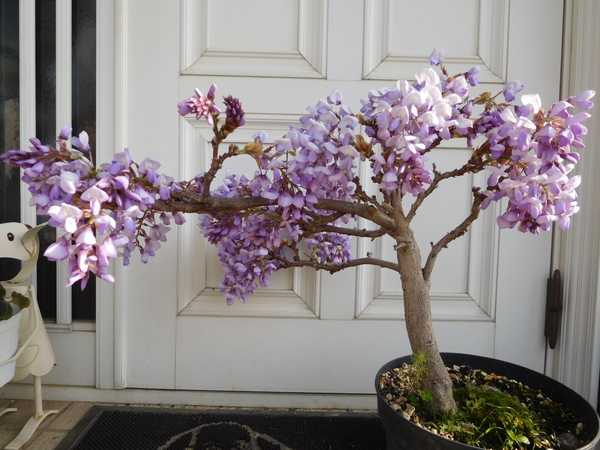 5年目の 岡山一才藤甘い香りが あたり 青 紫の花 のアルバム みんなの趣味の園芸