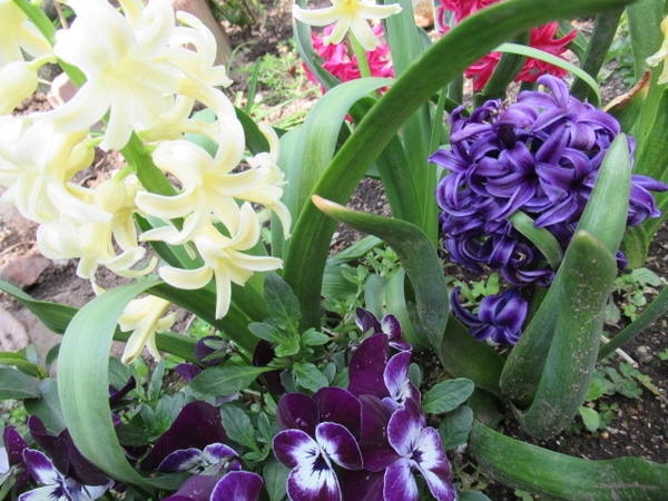 植えっぱなしヒヤシンス 青 紫の花 のアルバム みんなの趣味の園芸 Id