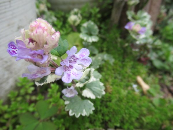 グレコマ バリエガータ 青 紫の花 のアルバム みんなの趣味の園芸