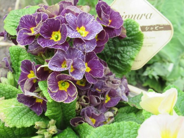 プリムラ ジュリアン シャビー 青 紫の花 のアルバム みんなの趣味の園芸 Id