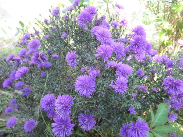 宿根アスター ビクトリアファニー 青 紫の花 のアルバム みんなの趣味の園芸