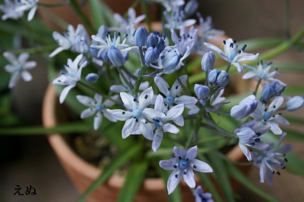シラー ビマセア 花弁はやや青い程度 球根の花 のアルバム みんなの趣味の園芸 Id