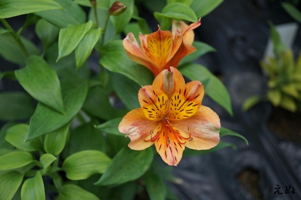 アルストロメリア オレンジパーフェク 球根の花 のアルバム みんなの趣味の園芸 Id