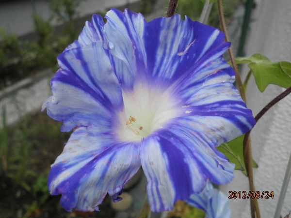 アサガオ 青竜 庭の青い花たち のアルバム みんなの趣味の園芸 772