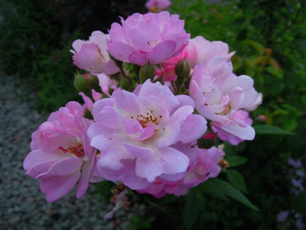 ガールト ウム ティッツビエルフ 軽井沢の薔薇 のアルバム みんなの趣味の園芸