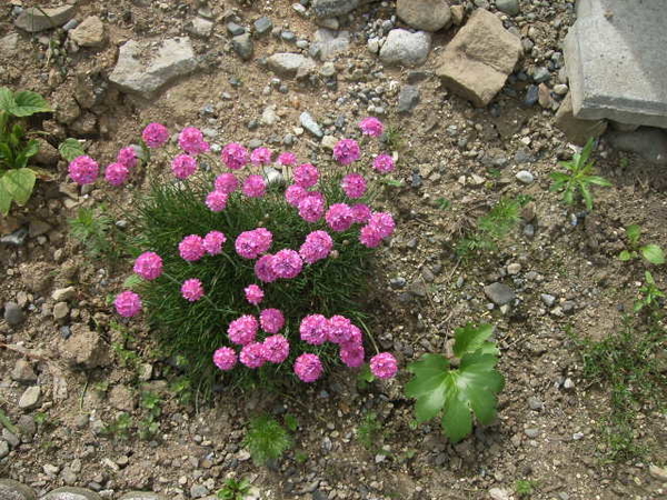アルメリア 乾燥した土でも 咲いてく 庭のピンクの花たち のアルバム みんなの趣味の園芸 736