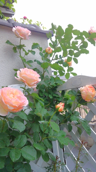 ペッシュボンボンが咲きました 昨年よ 我が家のバラ のアルバム みんなの趣味の園芸 Id