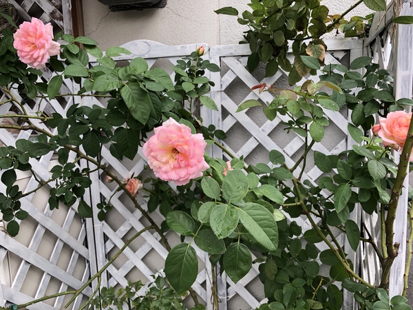 ペッシュボンボン ４番花です 我が家のバラ のアルバム みんなの趣味の園芸