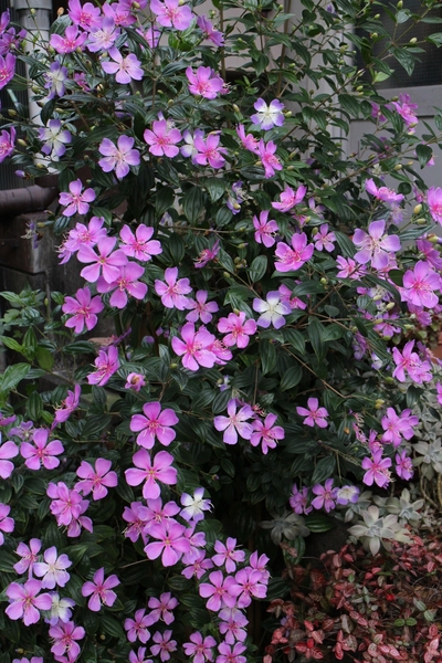 ノボタン リトルエンジェル 花壇に植 秋の花 のアルバム みんなの趣味の園芸