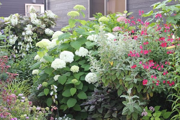 ６月の庭 アナベル セージ等 撮影 2 私の花自慢 庭自慢 のアルバム みんなの趣味の園芸