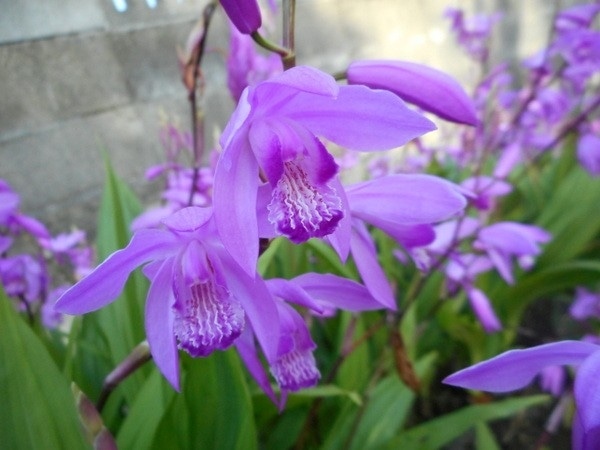 ５月２日 シラン紫 ２０１５年４月 ２０１６年３月のチューリップと水仙 その他の草花 のアルバム みんなの趣味の園芸 Id