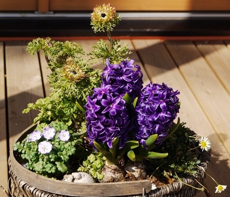 ヒヤシンス 紫 アネモネ凛々花 ブラ 寄せ植えコンテスト のアルバム みんなの趣味の園芸 1599