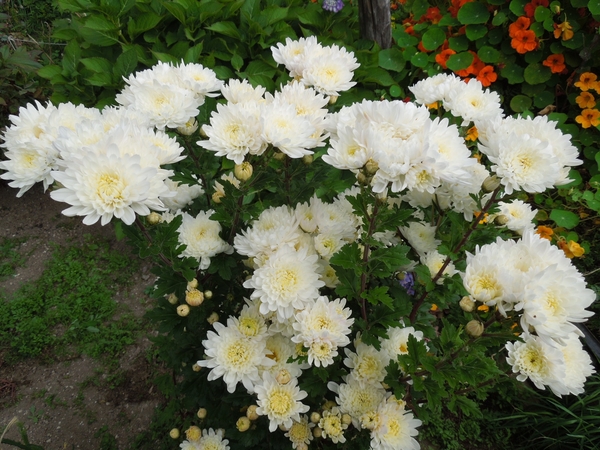 ポットマム 洋菊 の写真 みんなの趣味の園芸 Id 7610