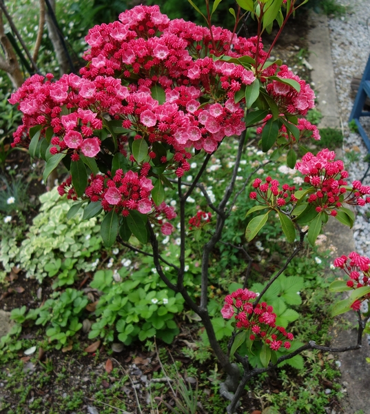 移植してから元気のなかったカルミア 庭の花と野菜 のアルバム みんなの趣味の園芸