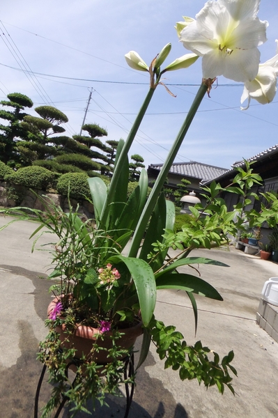 ２年ぶりに咲いた白のアマリリスと こ Myガーデン 寄せ植え のアルバム みんなの趣味の園芸