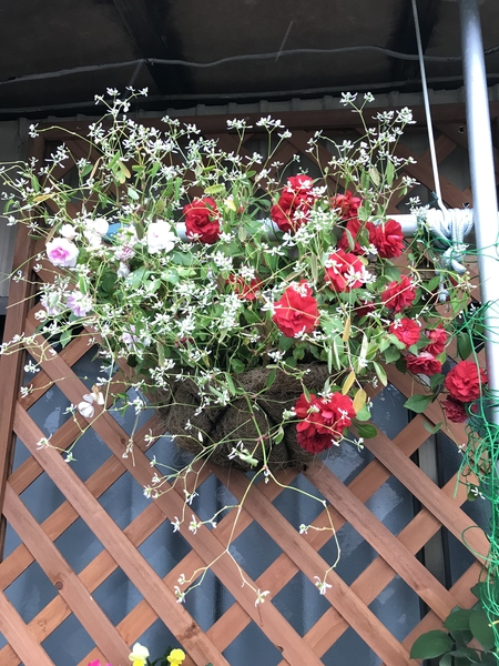 八重咲きインパチェンス ユーホルビア 寄せ植えの鉢 のアルバム みんなの趣味の園芸