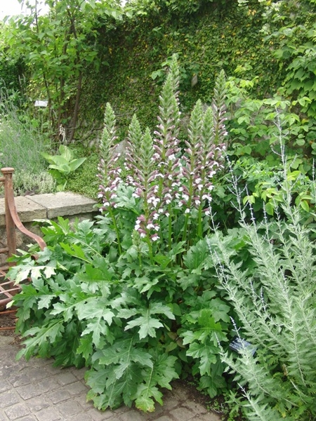 背の高い花たち みんなの趣味の園芸 Nhk出版 英国風ナチュラル庭園 シーズンズ さんの園芸日記