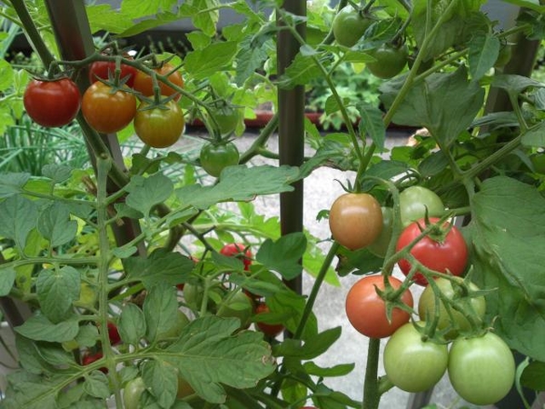 トマトの色変化 園芸日記 By ぶらっくべりい みんなの趣味の園芸