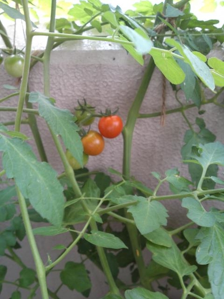 トマトの色変化 園芸日記 By ぶらっくべりい みんなの趣味の園芸