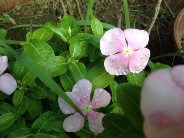 突然変異 ４枚花のニチニチソウ みんなの趣味の園芸 Nhk出版 ネコママさんの園芸日記