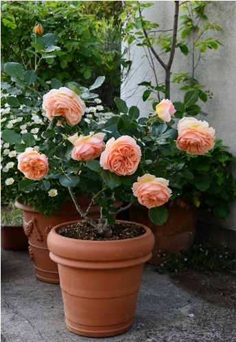 ジェヌヴィエーヴ オルシはギヨーのバラ みんなの趣味の園芸 Nhk出版 有島 薫さんの園芸日記