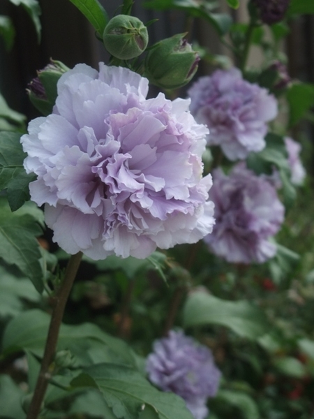 ムクゲ 紫玉 みんなの趣味の園芸 Nhk出版 こんちゃんさんの園芸日記