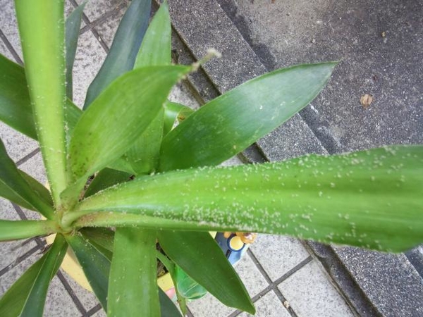 葉っぱが粉をふいてます 何でしょう みんなの趣味の園芸 Nhk出版 かおりんさんの園芸日記