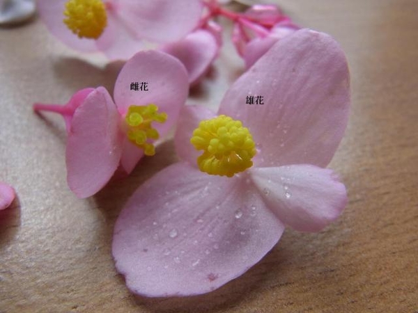 片思い ｼｭｳｶｲﾄﾞｳの花言葉 みんなの趣味の園芸 Nhk出版 Hanuraさんの園芸日記