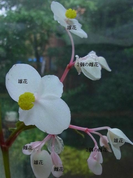 片思い ｼｭｳｶｲﾄﾞｳの花言葉 みんなの趣味の園芸 Nhk出版 Hanuraさんの園芸日記