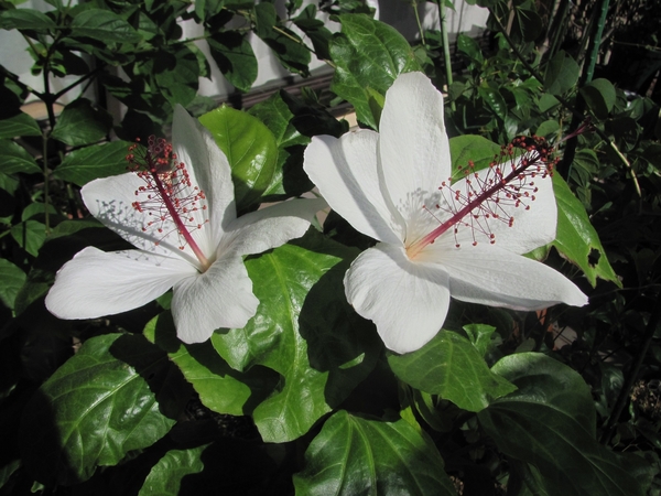 初咲きの白いハイビスカス みんなの趣味の園芸 Nhk出版 ねむりねこさんの園芸日記