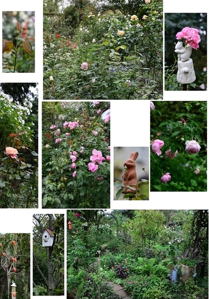 ガーデン カフェ グリーン ローズさんに行って来ました みんなの趣味の園芸 By 有島 薫 1161
