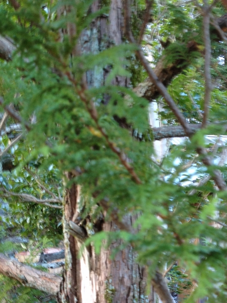 サワラの枯葉摘みと軽剪定 みんなの趣味の園芸 Nhk出版 ネコママさんの園芸日記