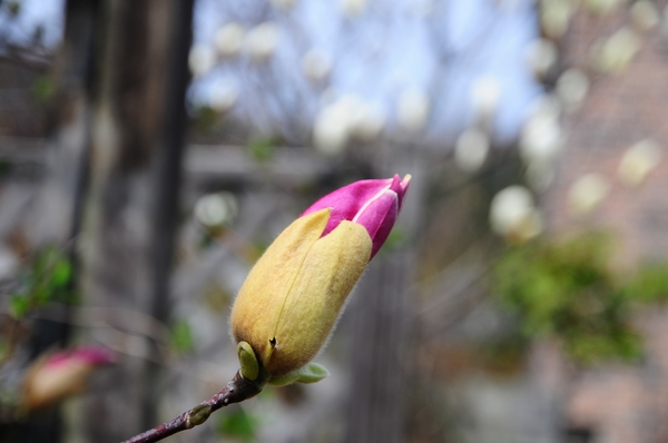 枝垂れ桂の花 みんなの趣味の園芸 Nhk出版 ｔｕｚｚｙ ｍｕｚｚｙさんの園芸日記