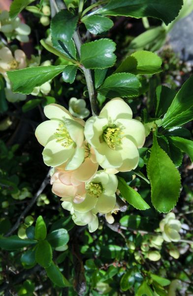 春の花木たち みんなの趣味の園芸 Nhk出版 Fuchiさんの園芸日記