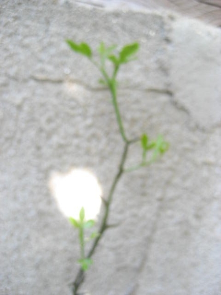 カラタチの花が咲かないよ みんなの趣味の園芸 Nhk出版 しろりんさんの園芸日記 1447