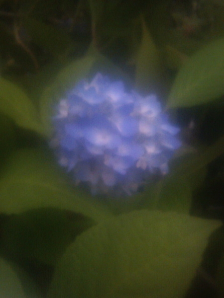 我が家のアジサイ、青の方が早く咲く？