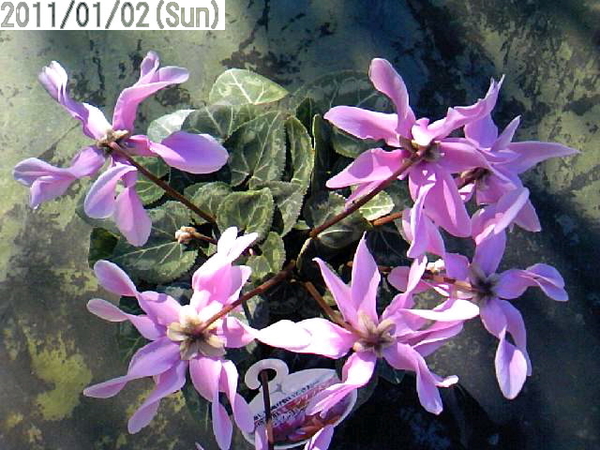 ミニシクラメン八重プロペラ咲きの奇形花 みんなの趣味の園芸 Nhk出版 三河屋ケンジさんの園芸日記