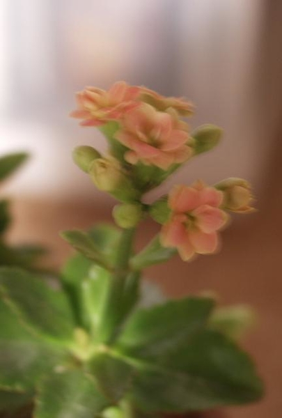 カランディーバの小さな開花 みんなの趣味の園芸 Nhk出版 らりこさんの園芸日記