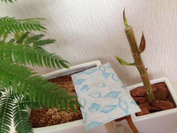 教えてください 室内植物のコバエ対策 園芸日記 By みょこ みんなの趣味の園芸