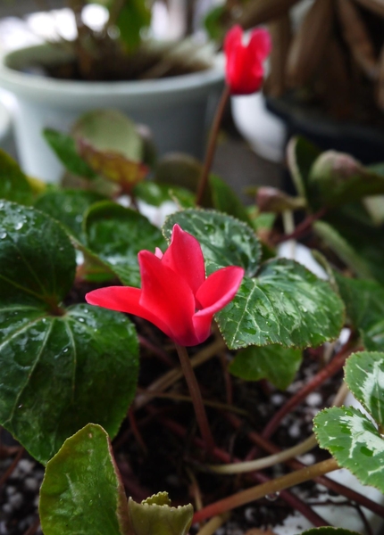 シクラメン 夏越し対策 季節外れの開花 みんなの趣味の園芸 By うめ