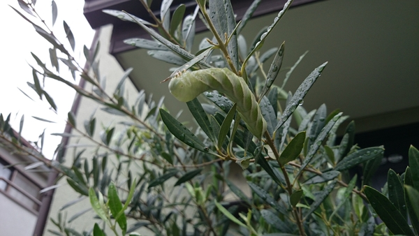 庭の虫 オリーブの木 スズメガ カマキリ ハキリバチ 写真1枚目 ねじばなさんの日記 みんなの趣味の園芸 14 08 30