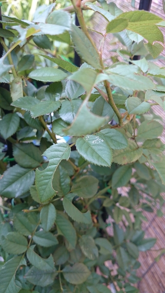 庭の虫 オリーブの木 スズメガ カマキリ ハキリバチ みんなの趣味の園芸 Nhk出版 ねじばなさんの園芸日記